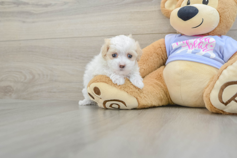 Meet Ursula - our Maltipoo Puppy Photo 1/3 - Seaside Pups
