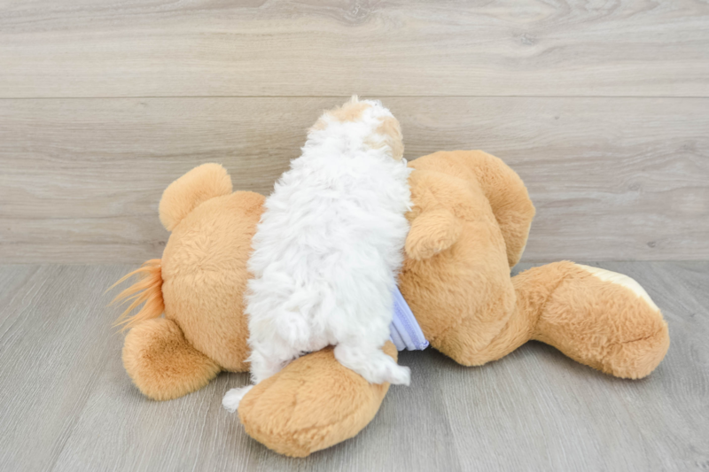 Meet Ursula - our Maltipoo Puppy Photo 2/3 - Seaside Pups