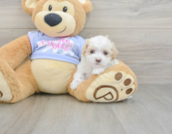 8 week old Maltipoo Puppy For Sale - Seaside Pups