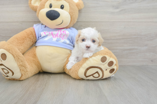 Fluffy Maltipoo Poodle Mix Pup
