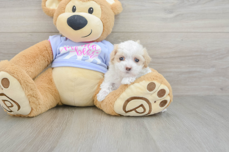Meet Ursula - our Maltipoo Puppy Photo 3/3 - Seaside Pups