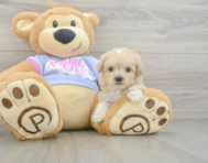 9 week old Maltipoo Puppy For Sale - Seaside Pups