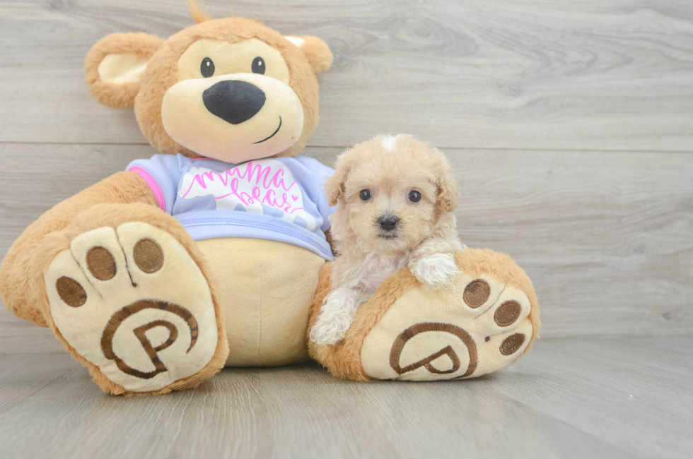 7 week old Maltipoo Puppy For Sale - Seaside Pups