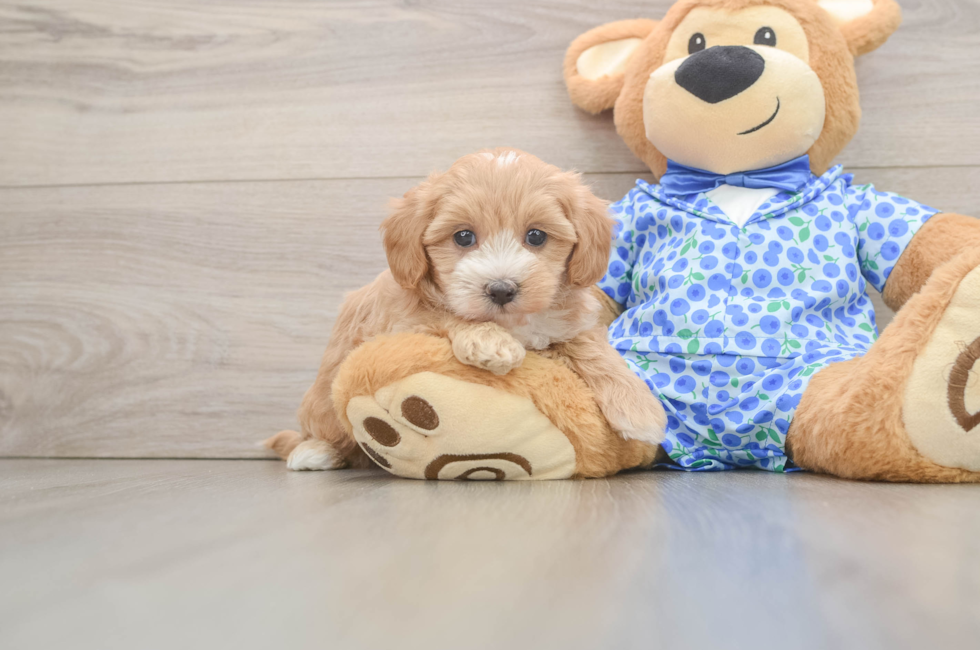 5 week old Maltipoo Puppy For Sale - Seaside Pups