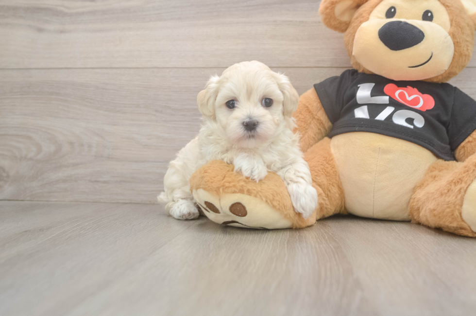 5 week old Maltipoo Puppy For Sale - Seaside Pups