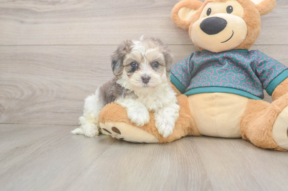 5 week old Maltipoo Puppy For Sale - Seaside Pups