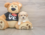 7 week old Maltipoo Puppy For Sale - Seaside Pups