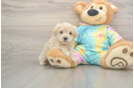 Petite Maltipoo Poodle Mix Pup