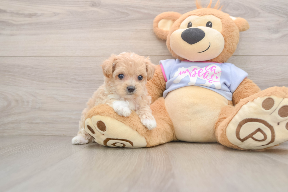 Funny Maltipoo Poodle Mix Pup