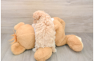 Maltipoo Puppy for Adoption