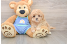 Happy Maltipoo Baby