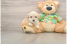 Maltipoo Pup Being Cute
