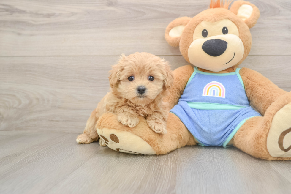 Maltipoo Pup Being Cute