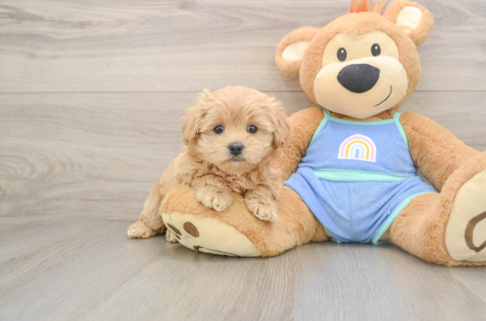 Maltipoo Pup Being Cute