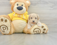 7 week old Maltipoo Puppy For Sale - Seaside Pups