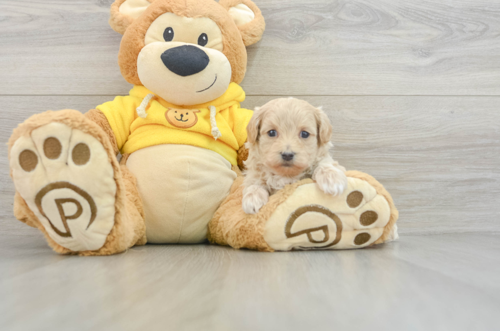 6 week old Maltipoo Puppy For Sale - Seaside Pups