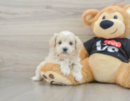 7 week old Maltipoo Puppy For Sale - Seaside Pups