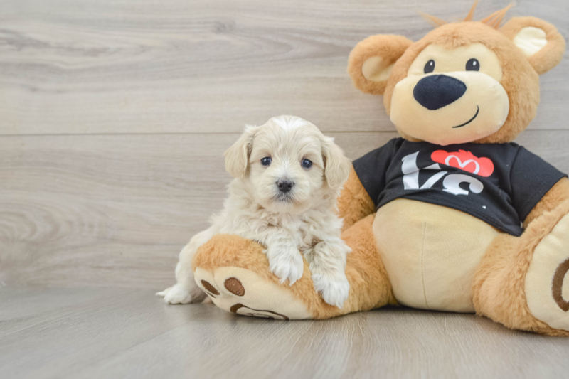 Meet Usain - our Maltipoo Puppy Photo 1/3 - Seaside Pups