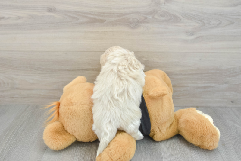 Meet Usain - our Maltipoo Puppy Photo 2/3 - Seaside Pups