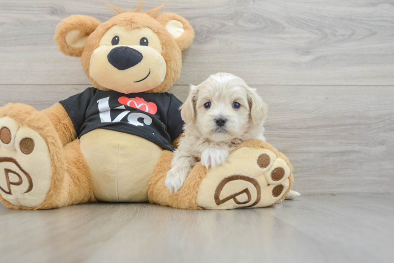 Meet Usain - our Maltipoo Puppy Photo 3/3 - Seaside Pups