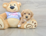 8 week old Maltipoo Puppy For Sale - Seaside Pups