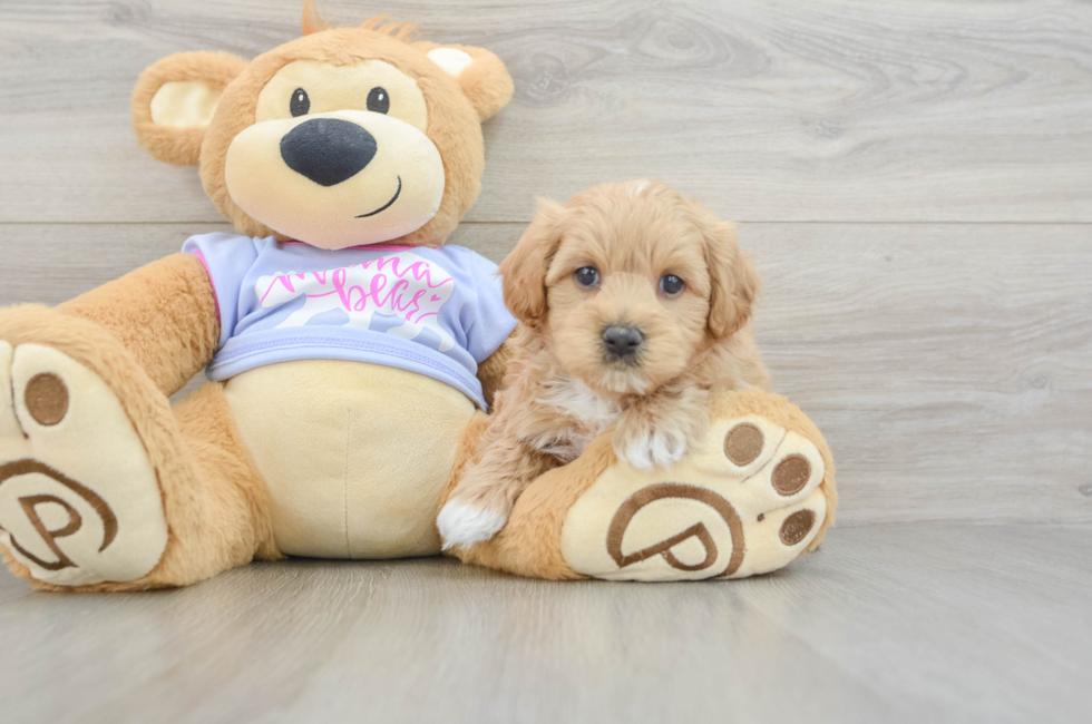 5 week old Maltipoo Puppy For Sale - Seaside Pups