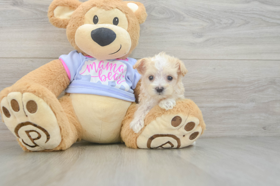 7 week old Maltipoo Puppy For Sale - Seaside Pups