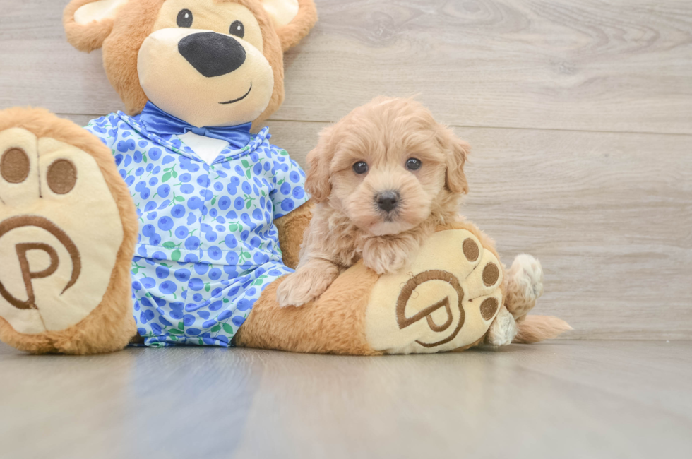 5 week old Maltipoo Puppy For Sale - Seaside Pups
