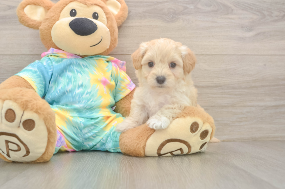 5 week old Maltipoo Puppy For Sale - Seaside Pups
