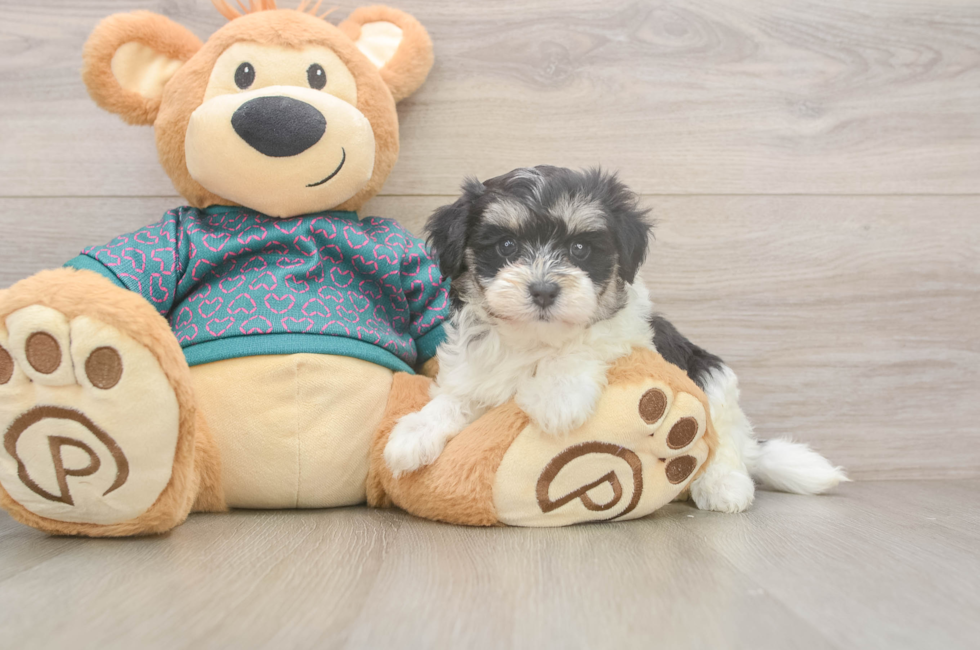 5 week old Maltipoo Puppy For Sale - Seaside Pups
