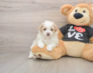 7 week old Maltipoo Puppy For Sale - Seaside Pups