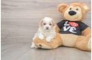 Maltipoo Puppy for Adoption