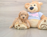 7 week old Maltipoo Puppy For Sale - Seaside Pups