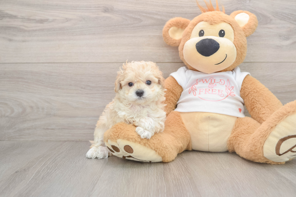Cute Maltipoo Baby