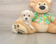 8 week old Maltipoo Puppy For Sale - Seaside Pups