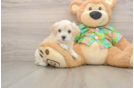 Best Maltipoo Baby