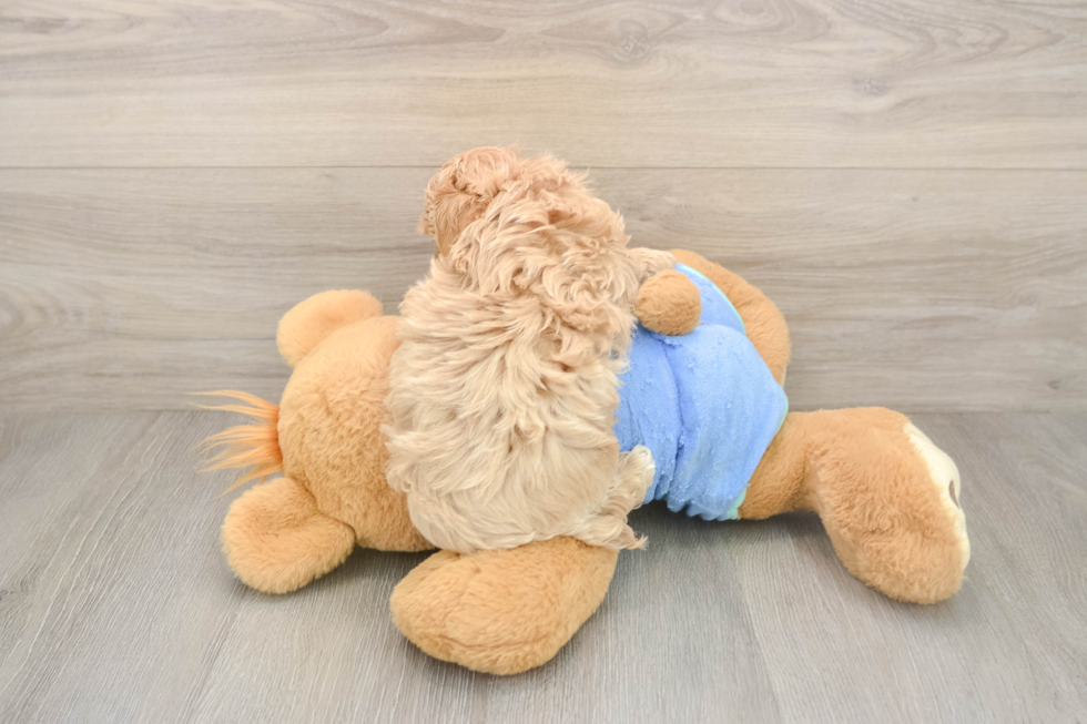 Maltipoo Puppy for Adoption