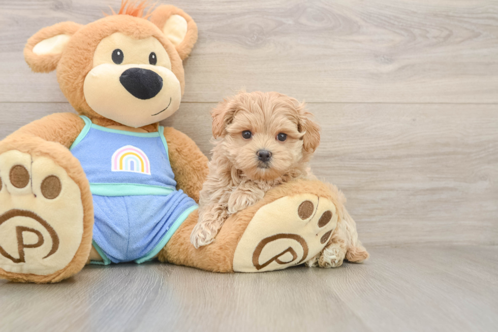 Best Maltipoo Baby