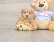 7 week old Maltipoo Puppy For Sale - Seaside Pups