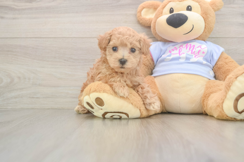 5 week old Maltipoo Puppy For Sale - Seaside Pups