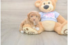 Friendly Maltipoo Baby
