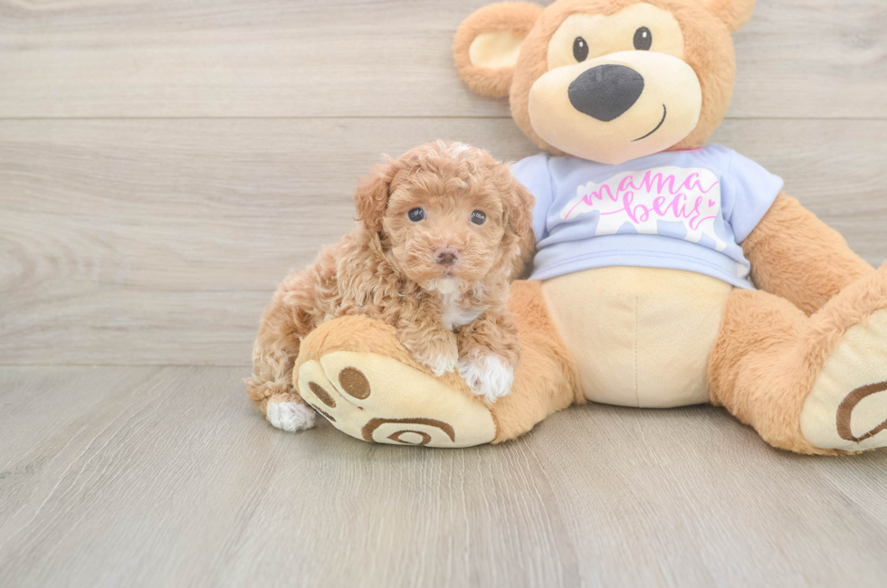 5 week old Maltipoo Puppy For Sale - Seaside Pups