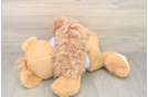 Maltipoo Puppy for Adoption