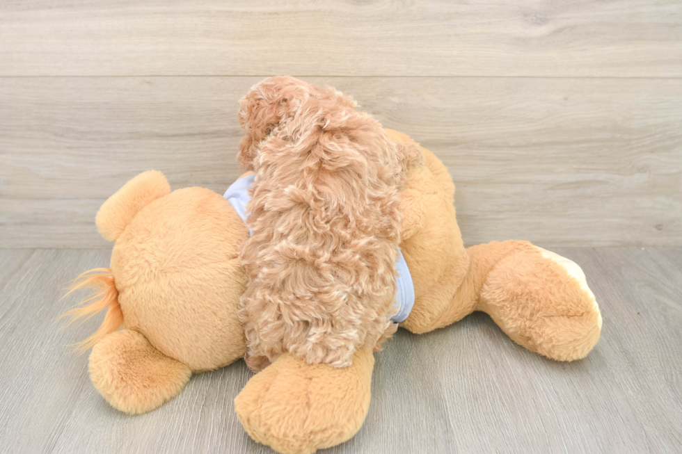 Maltipoo Puppy for Adoption