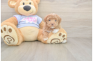 Maltipoo Pup Being Cute