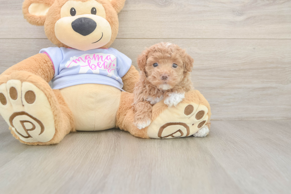 Maltipoo Pup Being Cute