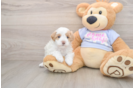 Popular Maltipoo Poodle Mix Pup
