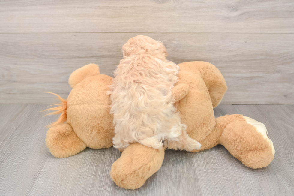 Friendly Maltipoo Baby