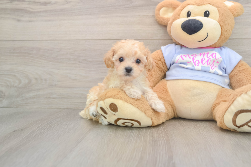 Adorable Moodle Poodle Mix Puppy