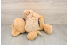 Maltipoo Puppy for Adoption